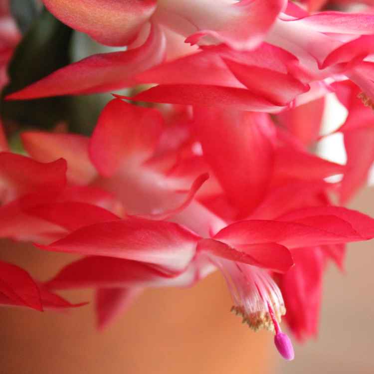 hauchzarte Blütenpracht / Weihnachtskaktus