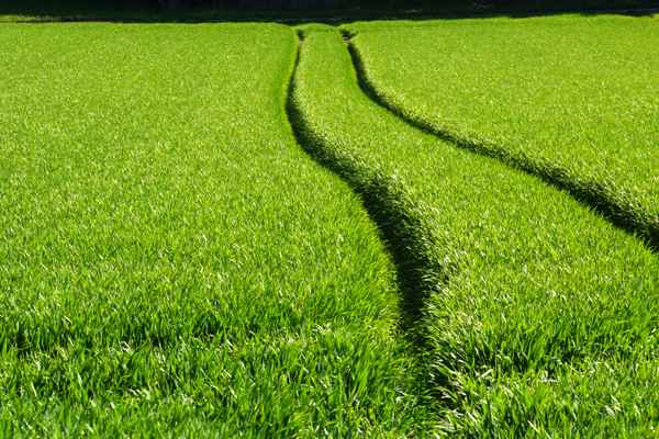 Wachstum schützen und fördern