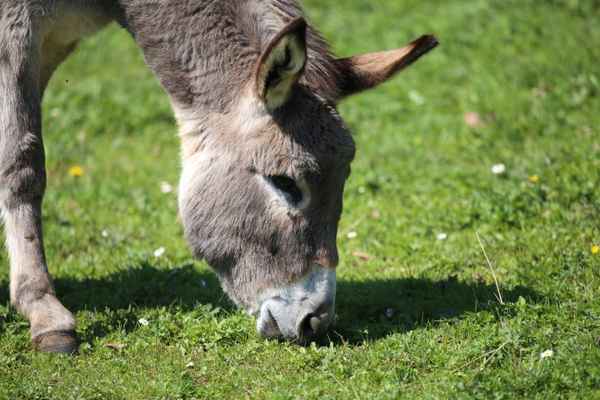 Esel beim Grasen