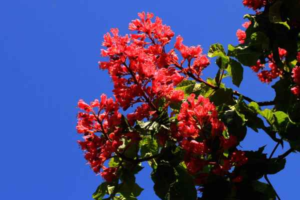 rote kastanie im morgenlicht 2