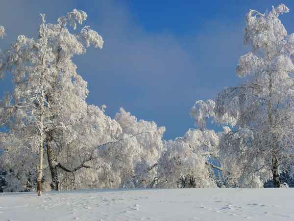 Verzauberte Birken im Winterkleid