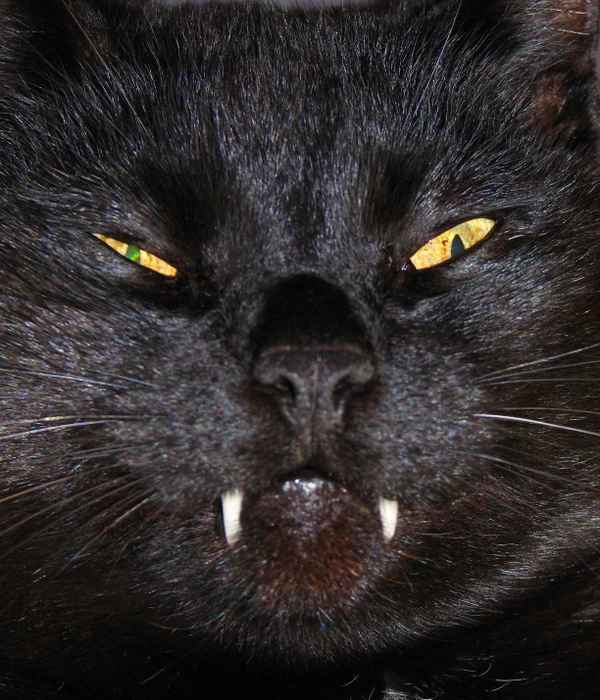 blackcat