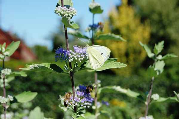 Schmetterling bekommt Besuch einer zweiten Biene, langsam wird`s voll :-)