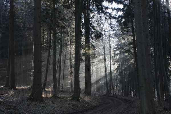 Winterwald