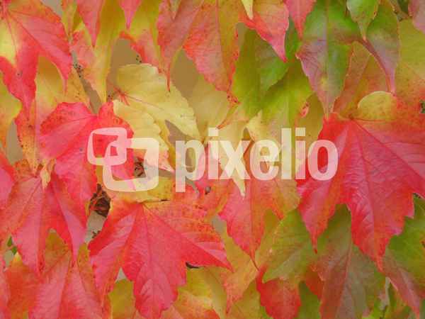 Herbstlaub
