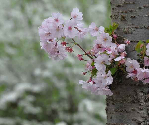 japanische Kirschblüten