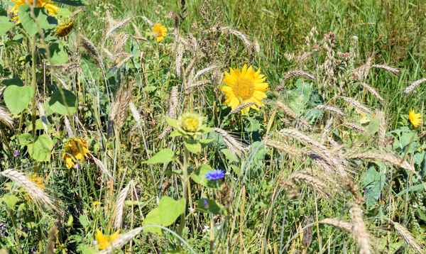 Ländliches Allerlei 01