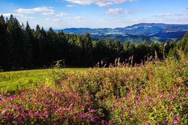 Schwarzwaldhöhen
