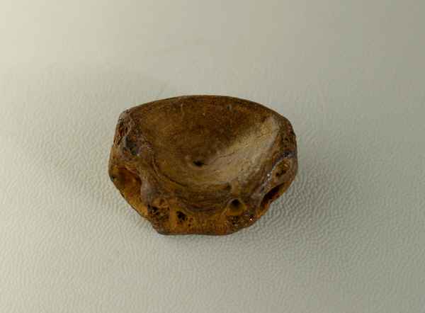 Fossiler Haiwirbel