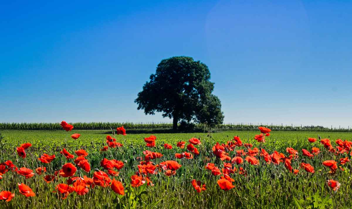 Mohnblumen