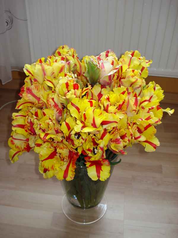 Tulpen 1