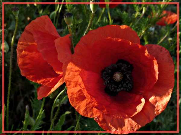 Mohn am Wegesrand