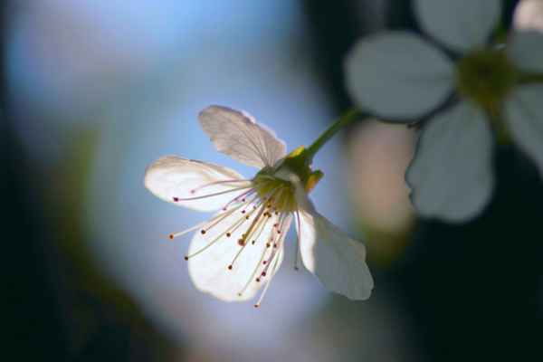 Kirschblüte im Gegenlicht