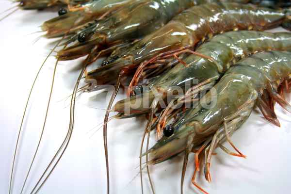 King Prawns 3