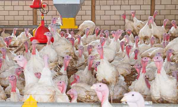 tierwohl, sieht anders aus