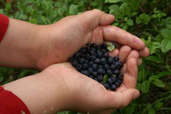 Blaubeeren - Sommer in Südschweden