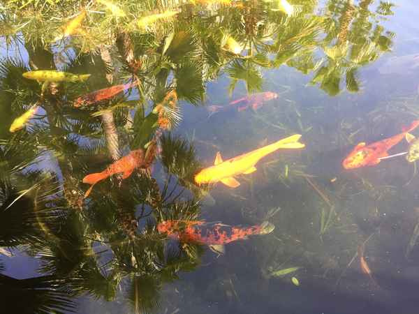 Orchideen-Garten Sitio Litre