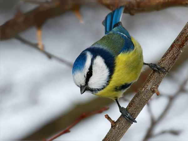 Blaumeise