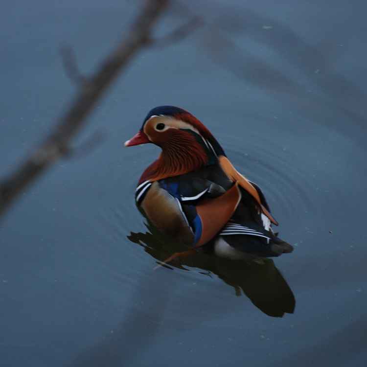 Was ist das für eine Ente?