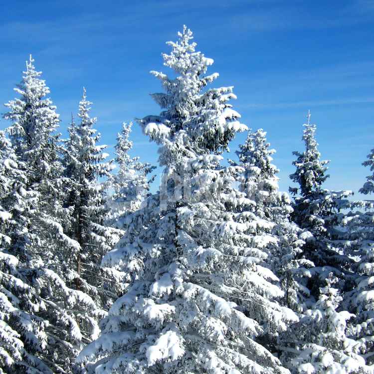 Winterzauber am Feldberg