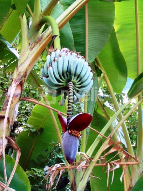 Bananenstaude I