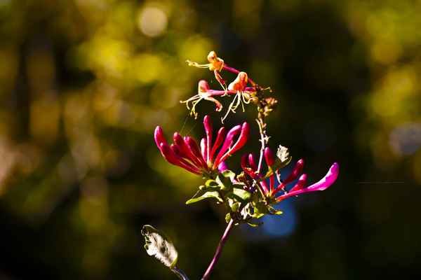 Blüte im Abendlicht