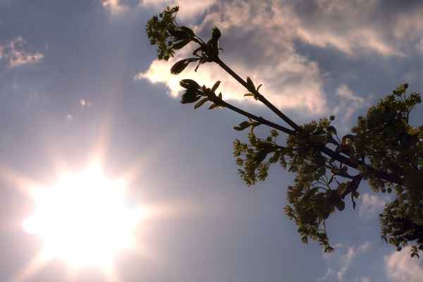 Knospen im Gegenlicht III