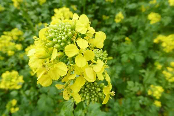 Raps: Auch Düngemittel für den Acker