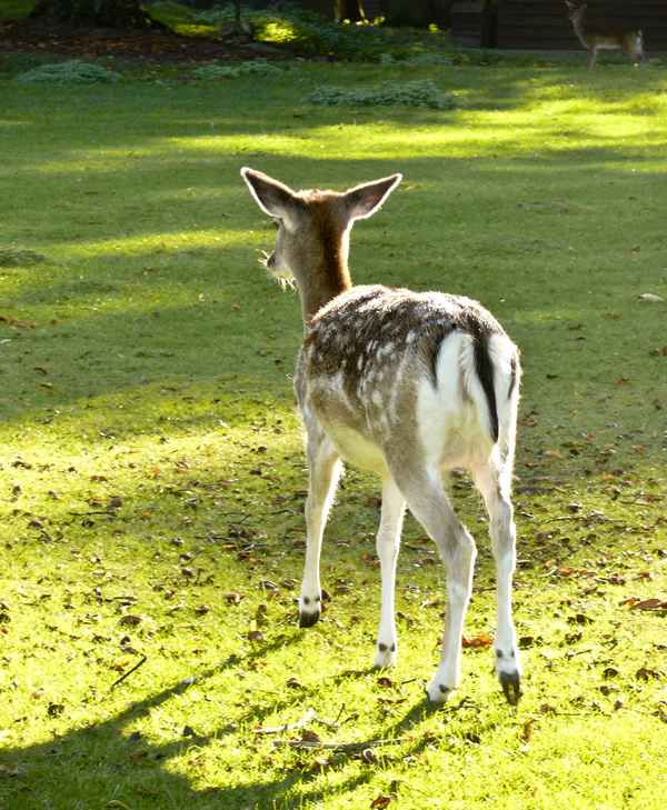 Bambi