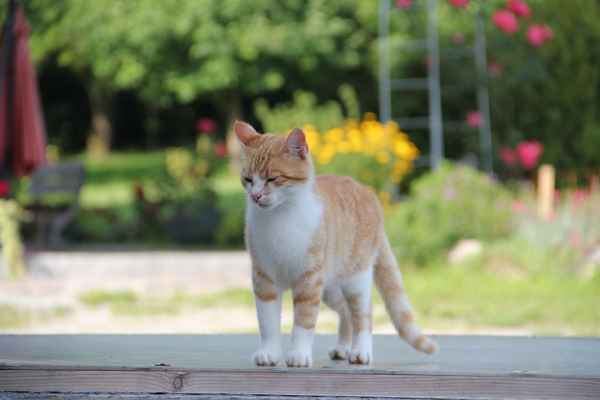 Eine Katze auf dem Bauernhof