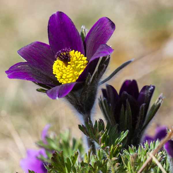 Pulsatilla (1)