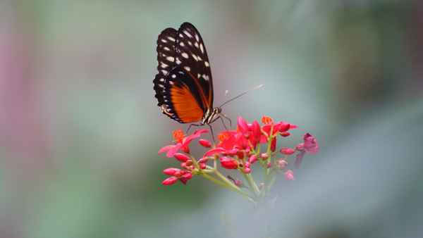 Passionsblumenfalter
