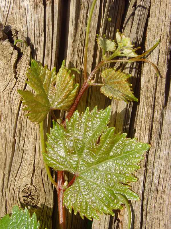 ZARTE WEINRANKEREI an der Mosel
