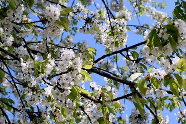 Die Schönheiten des Frühlings 03