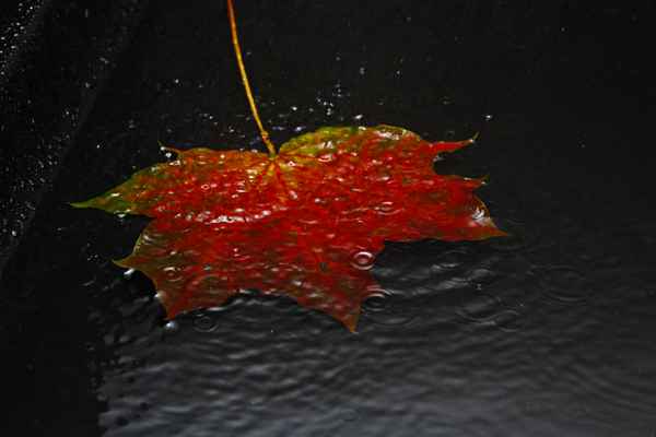 Herbstlaub
