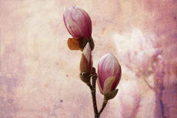 Magnolie