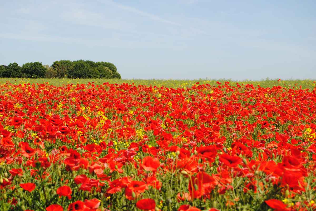 Mohnblumenfeld in Mecklenburg