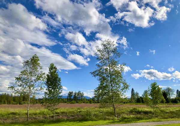 Moorlandschaft mit Birken