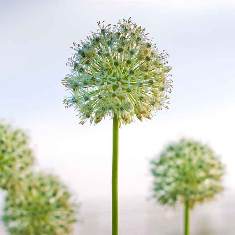 Allium V
