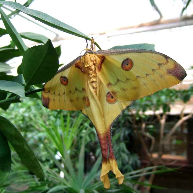 Kometenfalter