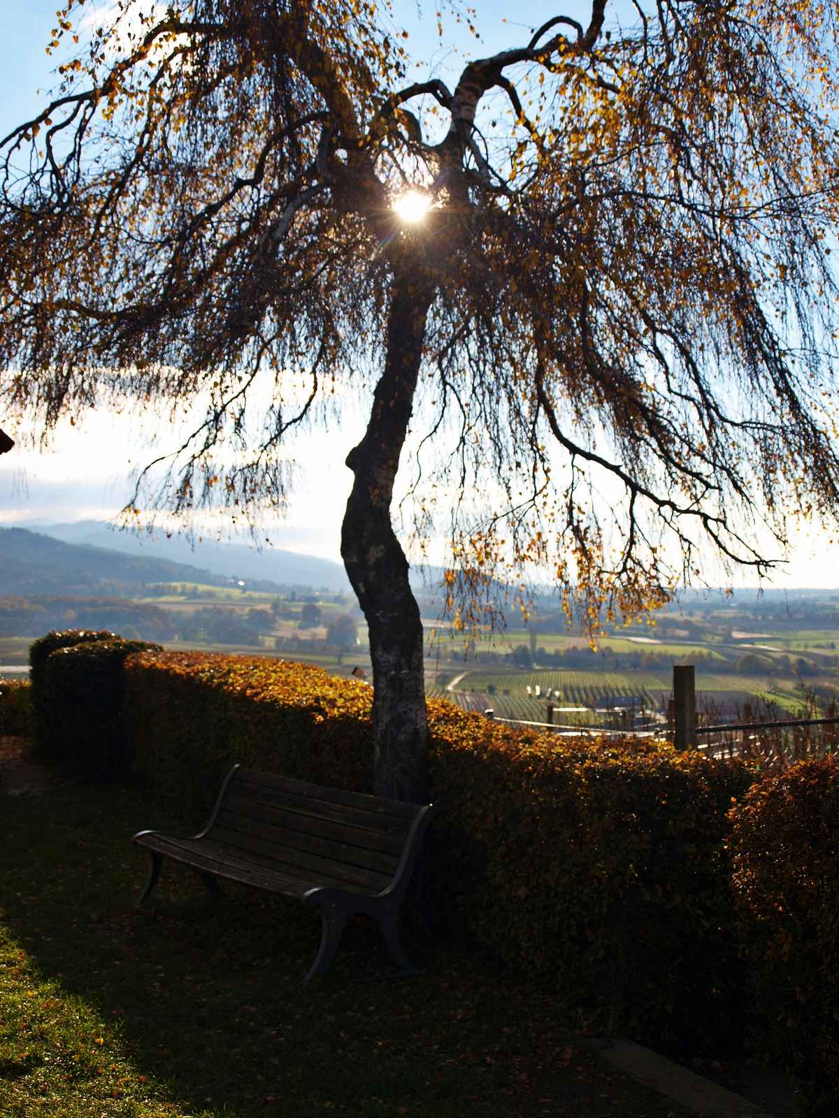 Licht in der  Trauerbirke