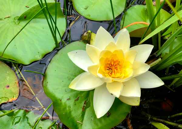 Weiße Schönheit im Teich