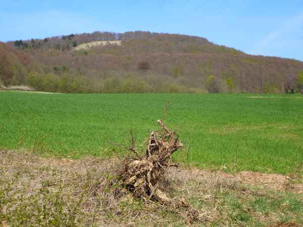 leises Erwachen der Natur