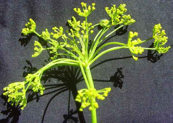 Dill - unentbehrliches einheimisches Gartenkraut