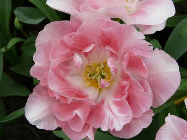 Tulpe