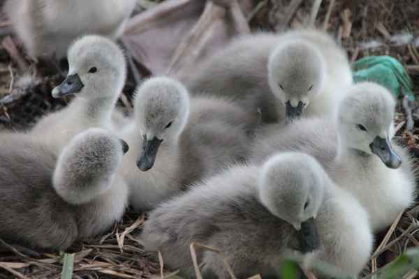 7 auf einen Streich (1)