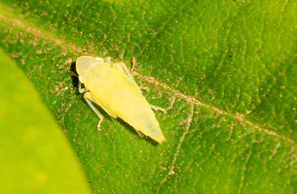 wohlfühltemperatur für die weiße fliege