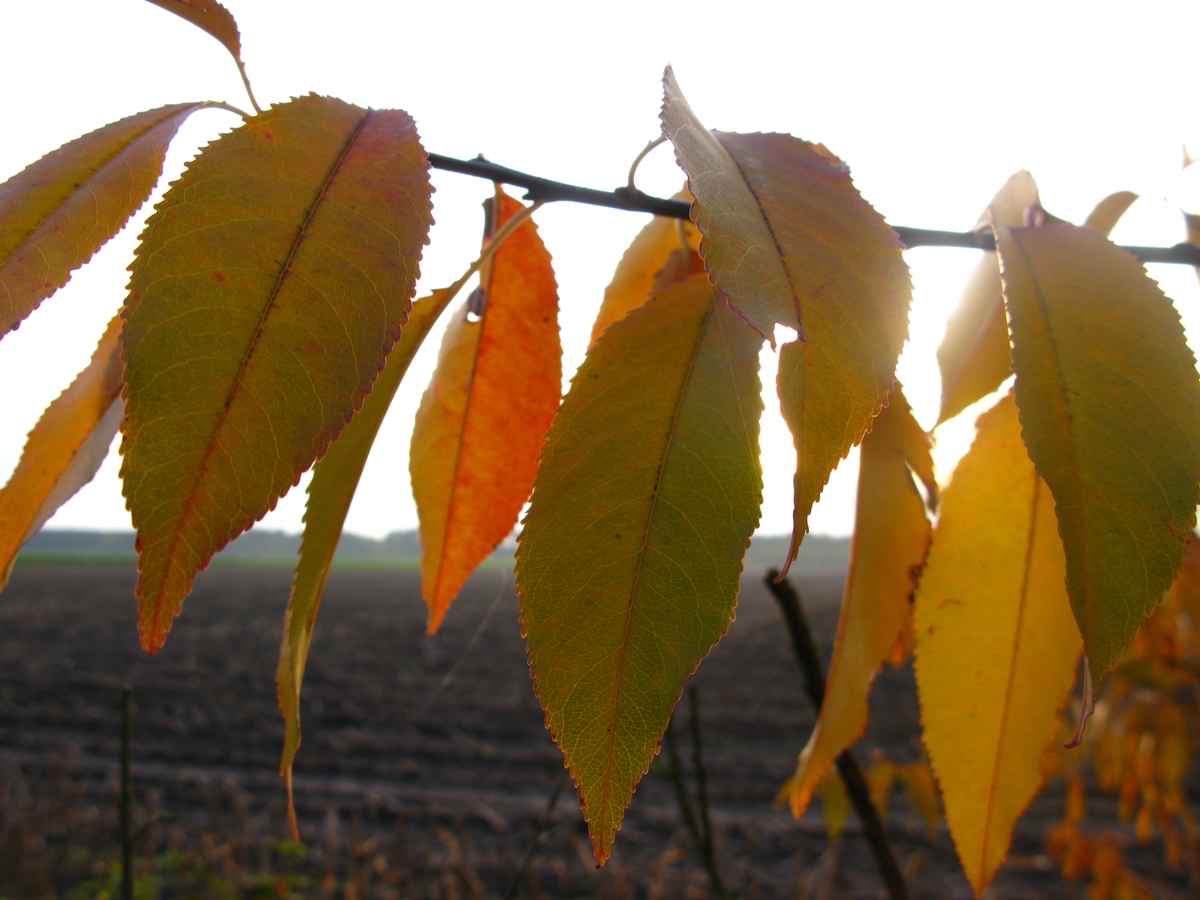 Herbstblätter - slbo.de