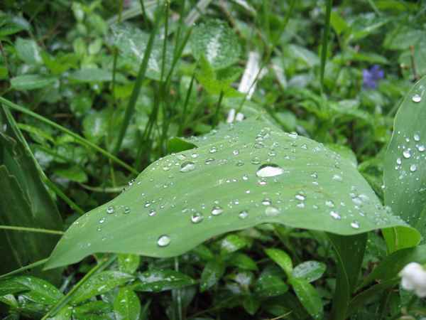 Wassertropfen/Tau