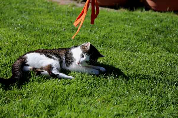 Katze im Garten